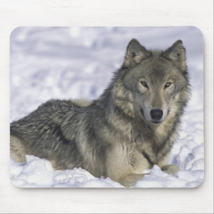 Animal In Snow Mouse Mat
