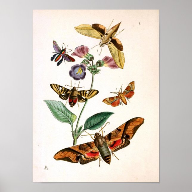 Animal-Insect-Butterfly-Rare-Book-Oriental-Entymol Poster (Front)