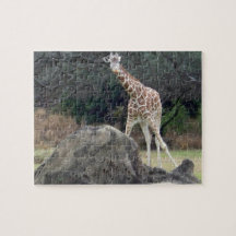 Animal kingdom Reticulated Giraffe