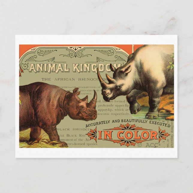 Animal Kingdom Rhinoceros Postcard (Front)