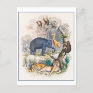 Animal Kingdom Vintage Illustration Postcard