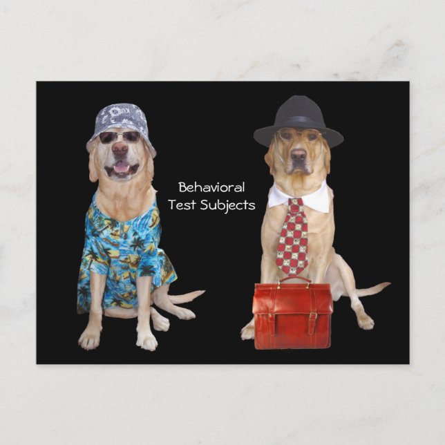 Animal/Lab/Dog Behaviour Study Postcard (Front)