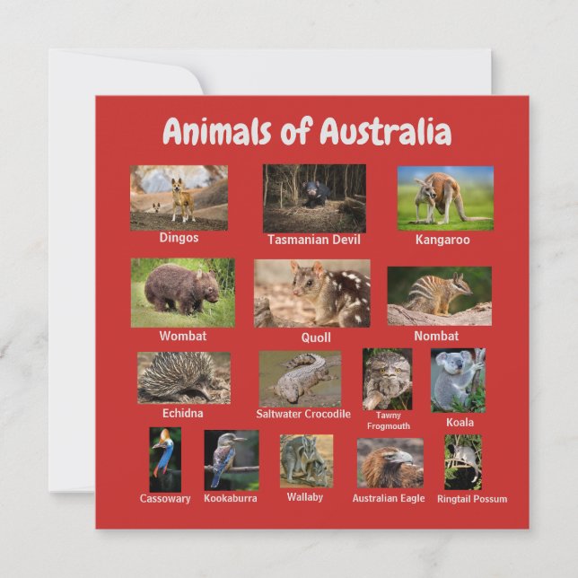 Animal of Australia (Front)
