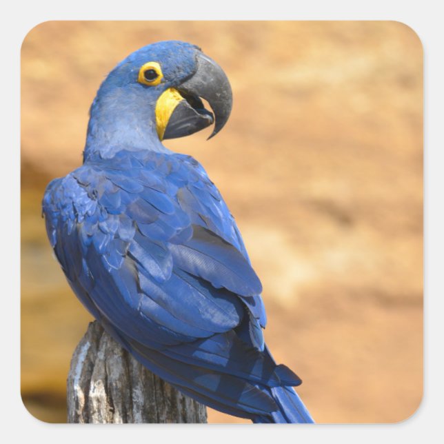 Animal of Hyacinth macaw perched on wood post  Square Sticker (Front)