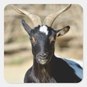 Animal of Rove goat with twisted horns Square Sticker