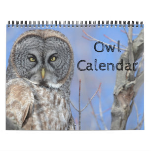 Animal Owl Bird Life Office Home Destiny'S Destiny Calendar
