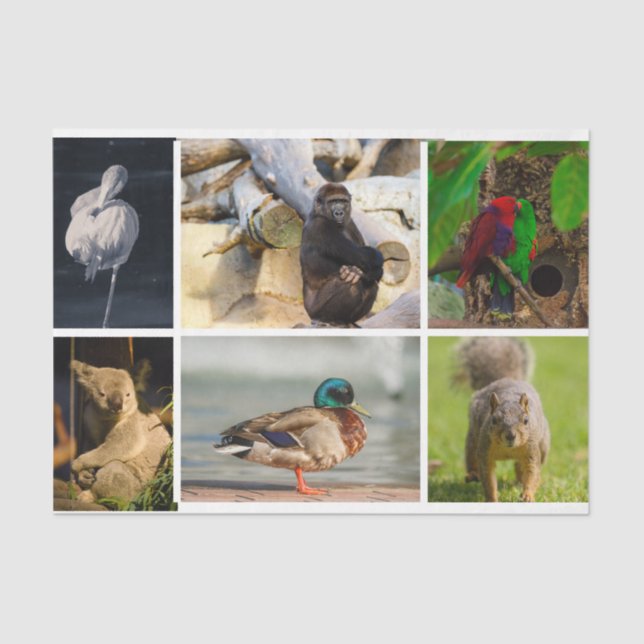 Animal Photos Flamingo Gorilla Parrots Koala Duck Tissue Paper (Front)