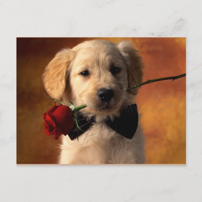 Animal Postcard (Front)