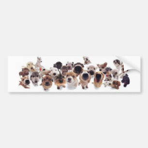 Animal Print Bumper Sticker