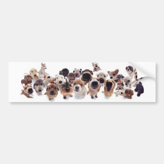Animal Print Bumper Sticker (Front)