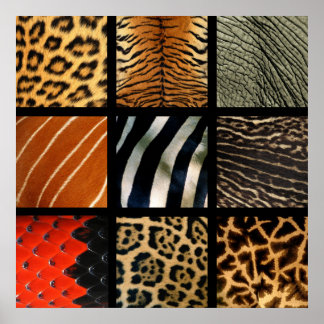 Animal Prints - 1