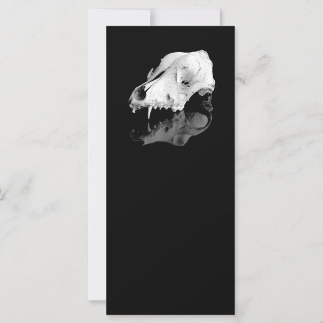 Animal skull (Front)