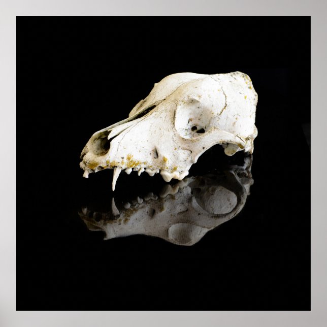 Animal skull poster (Front)