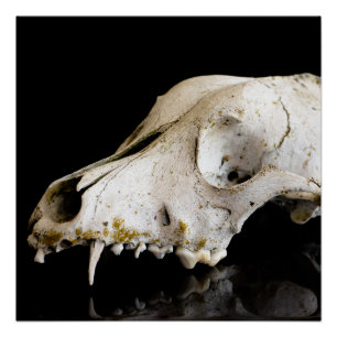 Animal skull poster
