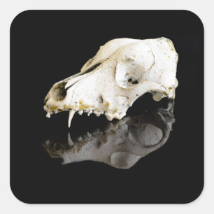 Animal skull square sticker