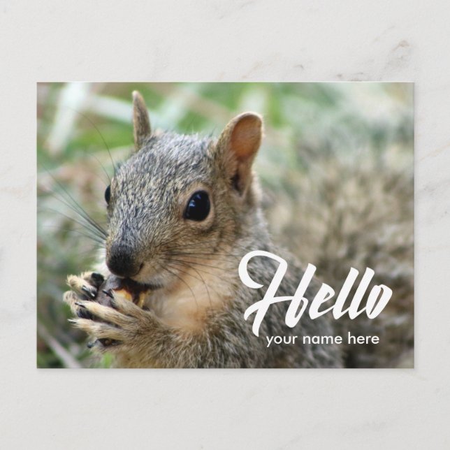 Animal squirrel funny cute hello postcard (Front)