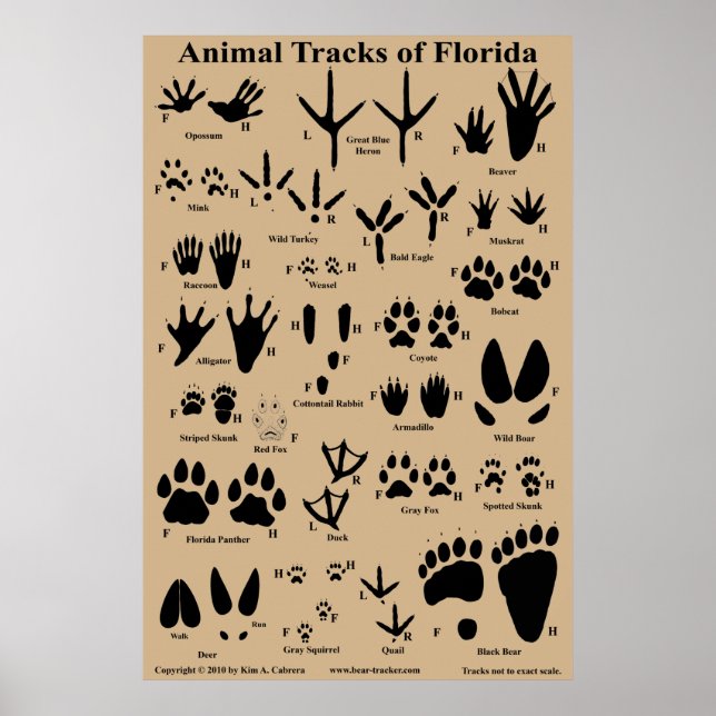 Animal Tracks of Florida 24x36 Poster (Front)