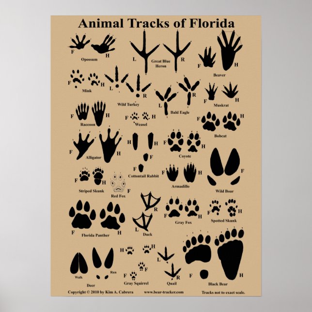 Animal Tracks of Florida Poster (Medium) (Front)