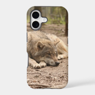 Animal Wolf Peace Love Wild Country Nature
