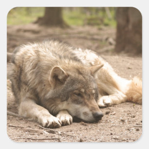 Animal Wolf Peace Love Wild Country Nature Square Sticker