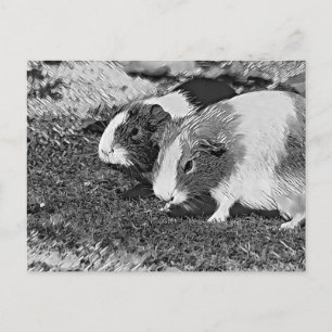 AnimalArtBW_GuineaPig_003 Postcard