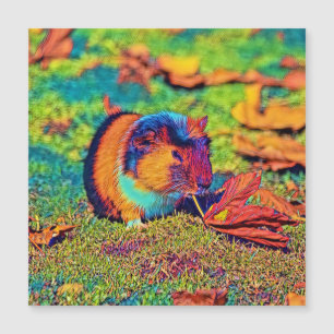 AnimalColor_Guineapig_001