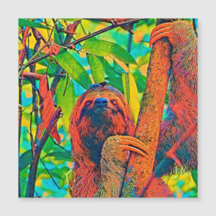 AnimalColor_Sloth_003