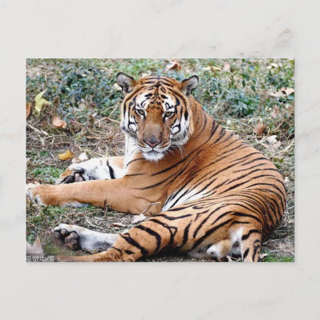 AnimalPostcard Postcard (Front)