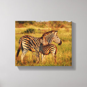 Animals Africa zebra Canvas Print