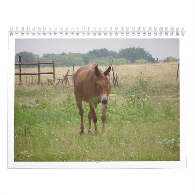 Animals Calander Calendar (Cover)