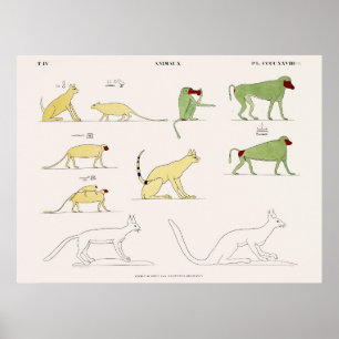 Animals copied from the original paintings poster