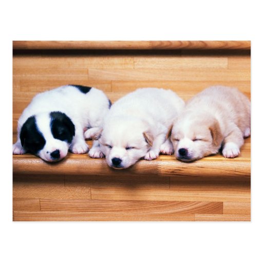 Image of Animals, Cute Puppies Postcard