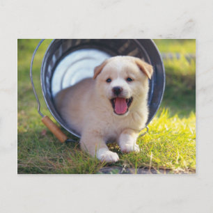 Animals, Cute Puppies Postcard