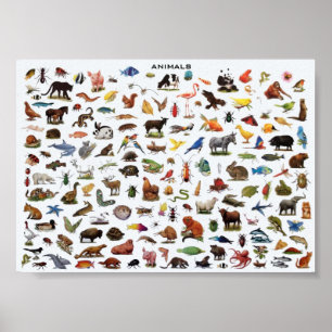 Animals educational poster