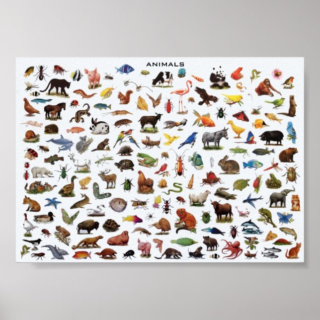 Animals educational poster (Front)