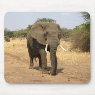 animals, elephants, nature mouse mat