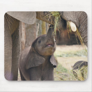 animals, elephants, nature mouse mat
