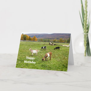 Animals Goats Pasture Vermont Photo Birthday Card