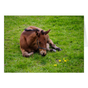 Animals greetings card, blank inside.
