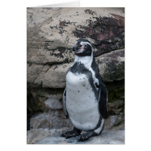 Animals greetings card featuring a penguin.