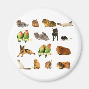 animals magnet