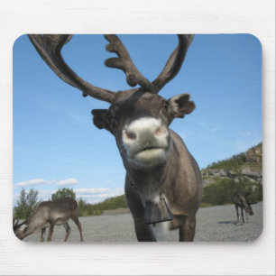 Animals Mousepad 63