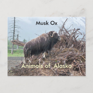 Animals of Alaska-musk ox Postcard