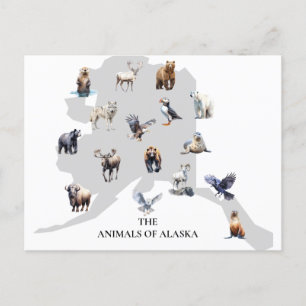 Animals of Alaska North America Postcard