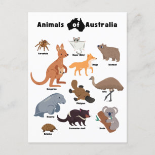 Animals of Australia Aussie Wildlife Holiday Postcard