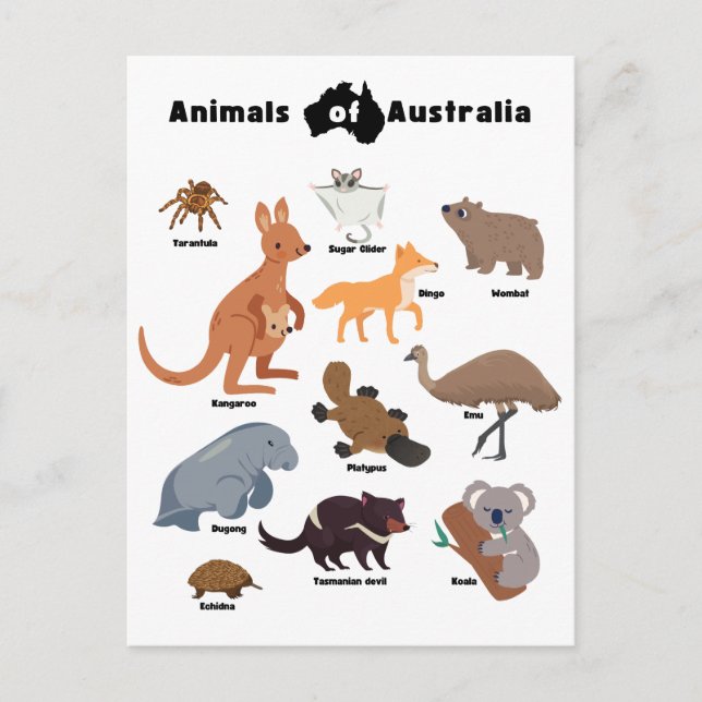 Animals of Australia Aussie Wildlife Holiday Postcard (Front)