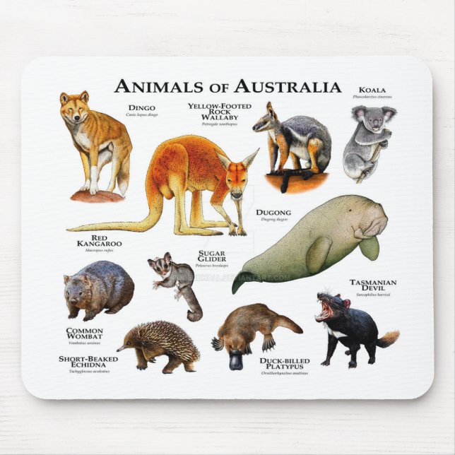 Animals of Australia Mouse Mat (Front)