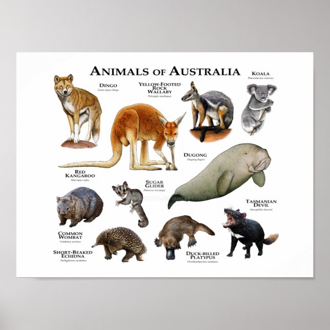 Animals of Australia Poster (Front)