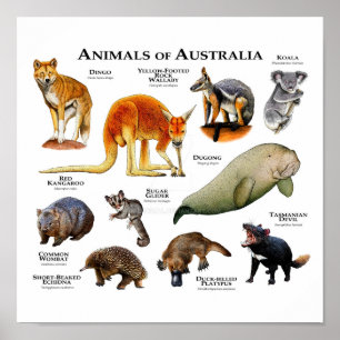 Animals of Australia Poster