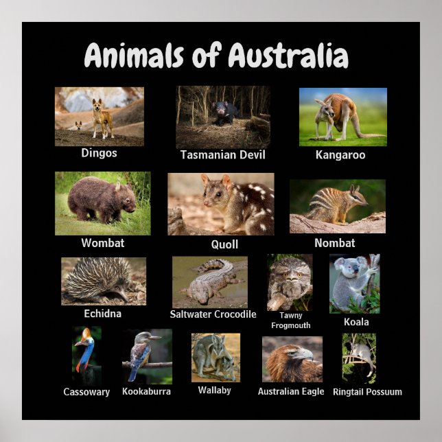 Animals of Australia Poster (Front)